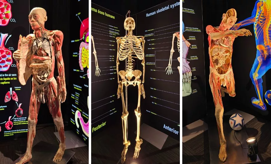 Exposición Bodies en Guatemala