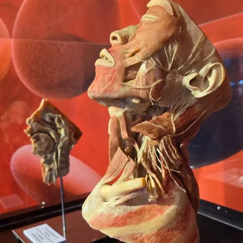 La Exposición Bodies en Guatemala 2025