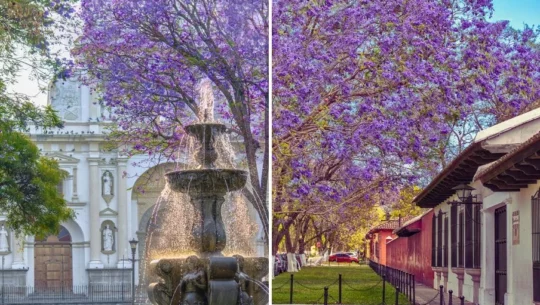 Lugares de Guatemala para observar jacarandas