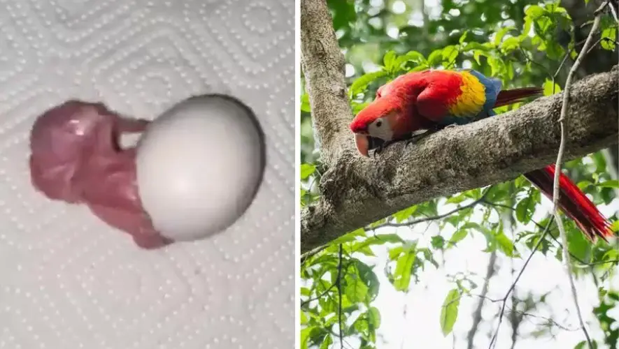 Nació en Petén el primer pichón de guacamaya roja incubado artificialmente del 2025