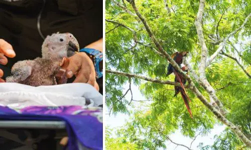 Nació en Petén primer pichón de guacamaya roja incubado artificialmente en el 2025