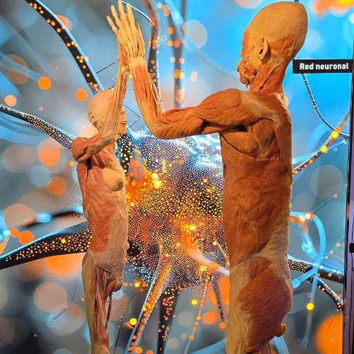 Una Exposición Bodies en Museo Miraflores 2025