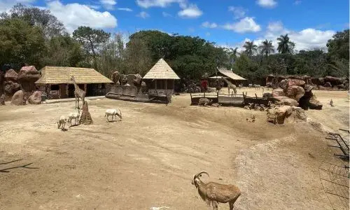 Sabana Africana recinto remodelado en Zoológico la aurora 