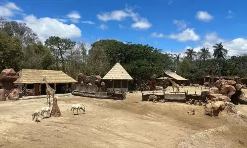 Sabana Africana recinto remodelado en Zoológico la aurora