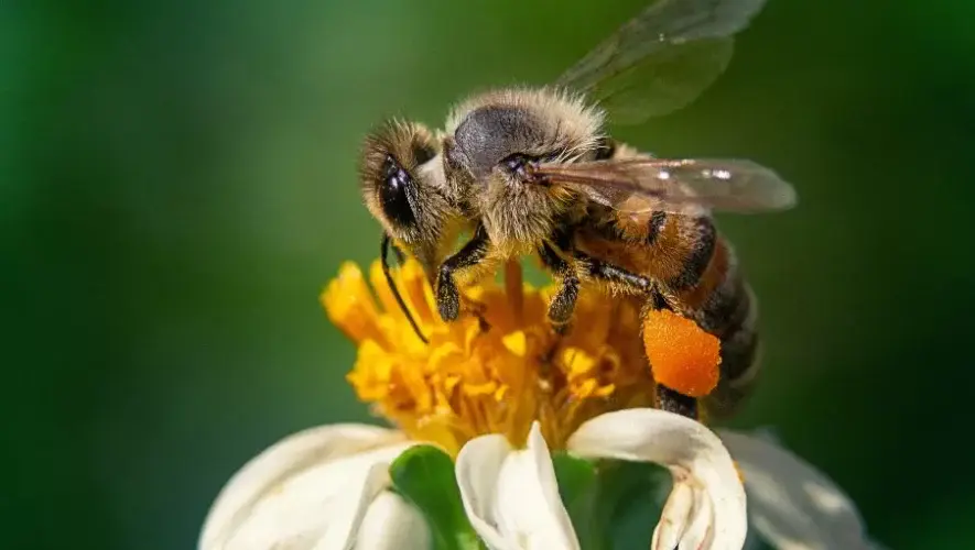 D&iacute;a de las Abejas 2025 en Museo de Historia Natural USAC