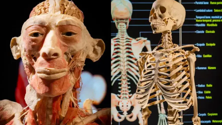 Exposición Bodies por primera vez en Quetzaltenango