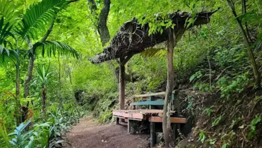 Jungla Urbana