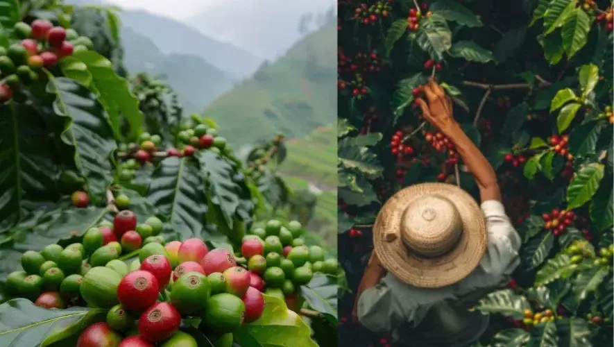 Tour de Caf&eacute; en Cob&aacute;n | Mayo 2025