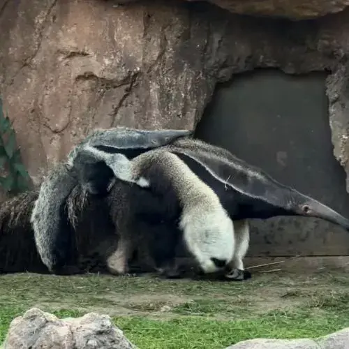 cría de oso hormiguero en el Zoológico La Aurora