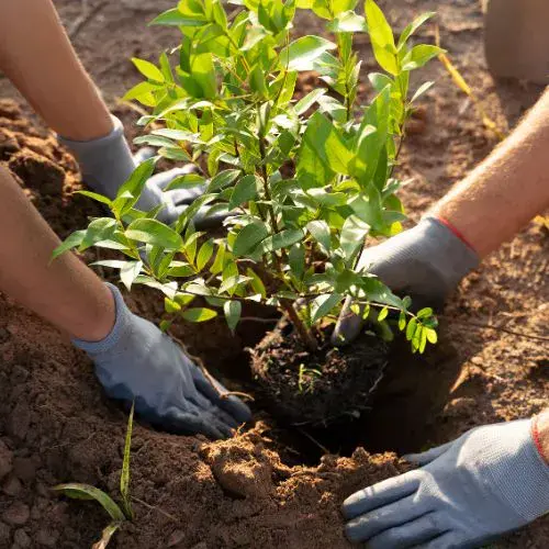 La Reforestación 2025 con Nueva Acrópolis en Xela
