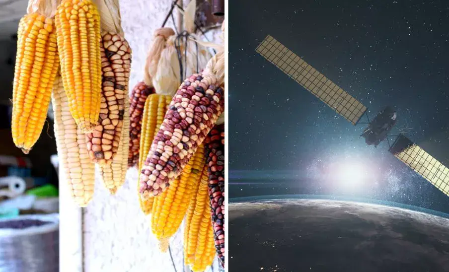 Maíz guatemalteco viajará al espacio como parte de un ensayo global