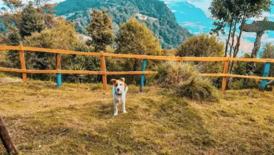 Parques pet-friendly cerca de la Ciudad de Guatemala