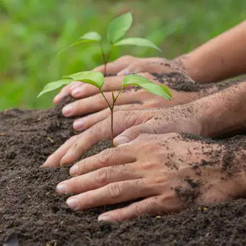 Una Reforestación 2025 con Nueva Acrópolis en Xela