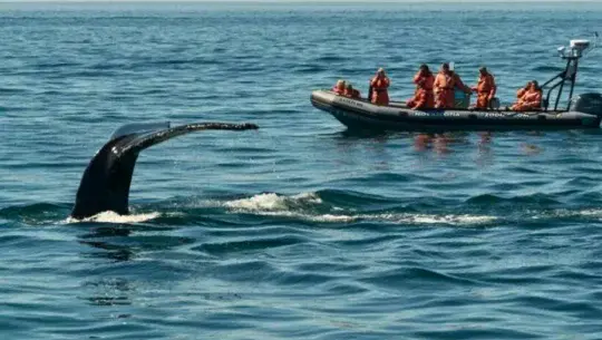 lugares para ver ballenas y delfines en guatemala