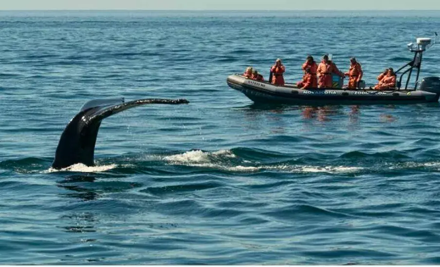 Lugares para ver ballenas y delfines en Guatemala (4) lugares para ver ballenas y delfines en guatemala