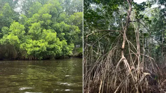 Reforestación de manglares en Guatemala