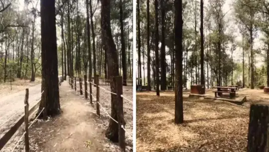 Sendero Oro Verde
