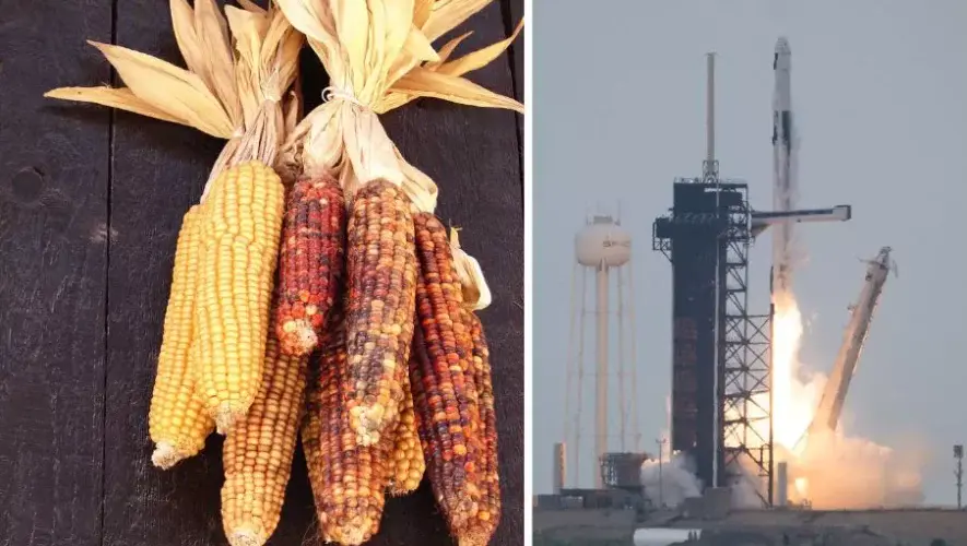 Dos especies de maíz guatemalteco fueron lanzadas a la Estación Espacial Internacional