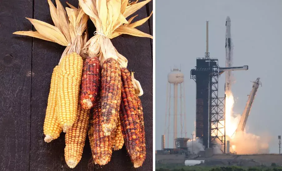 Dos especies de maíz guatemalteco fueron lanzadas a la Estación Espacial Internacional