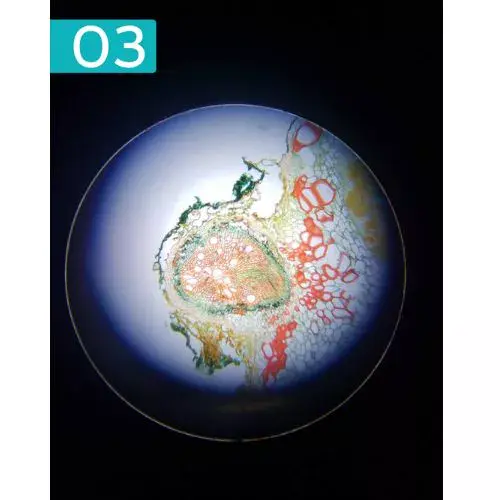 Ganador Ganador Fotocyt del 2025