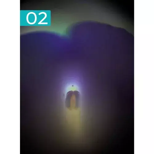 Ganador del concurso Fotocyt 2025