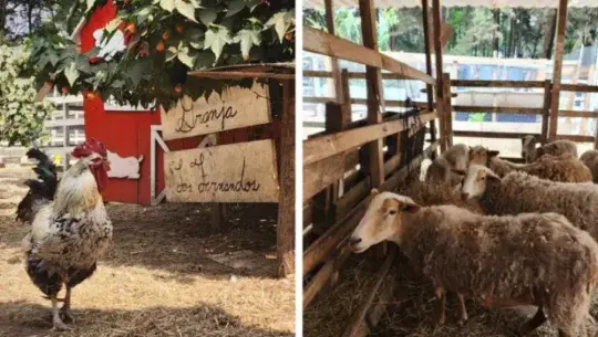 Granja Los Fernandos