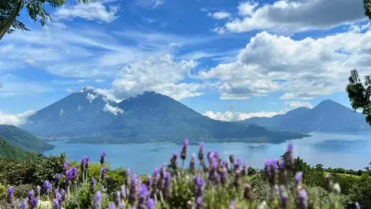Lavanda Guatemala