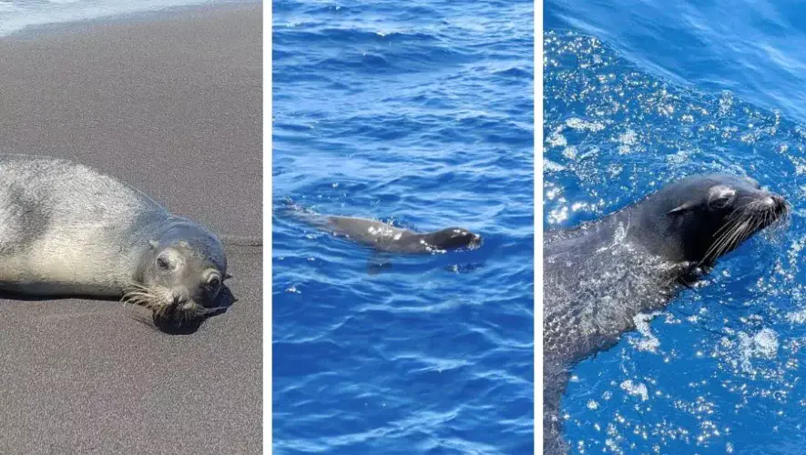 Liberaron a un león marino rescatado en las playas del Pacífico guatemalteco