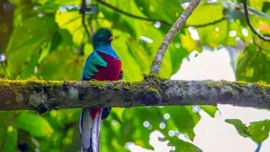 Lugares para observar los símbolos patrios de Guatemala