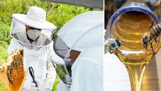 tour de abejas en Guatemala