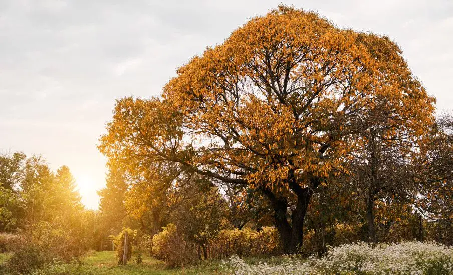 Equinoccio de otoño 2025 en Guatemala: ¿A qué hora ocurrirá?