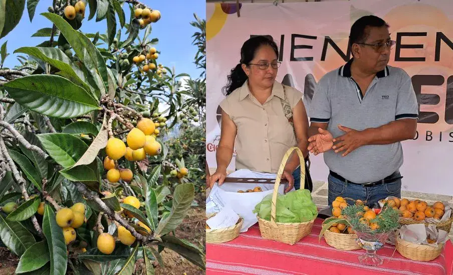 Festival del Níspero 2025 en San Juan del Obispo