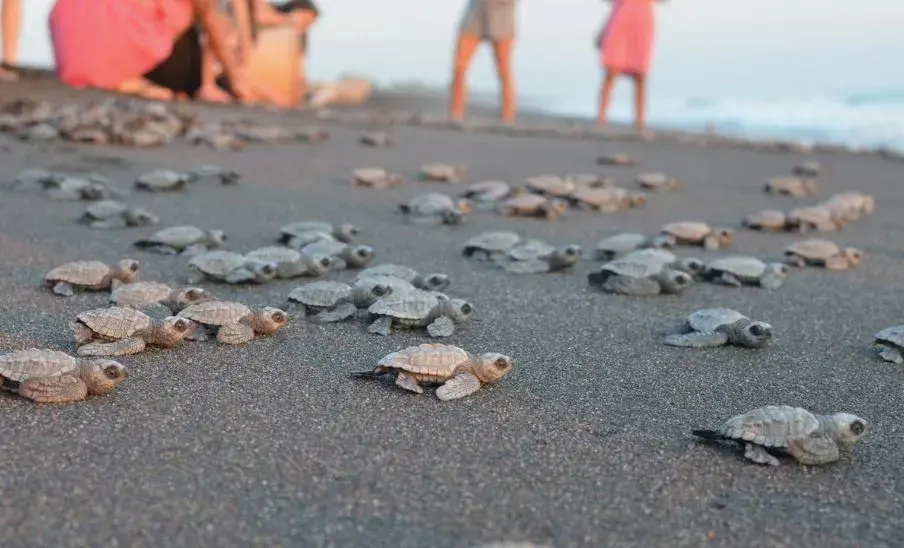Liberación de Tortugas 2025 con Xpeditions Tours Guatemala