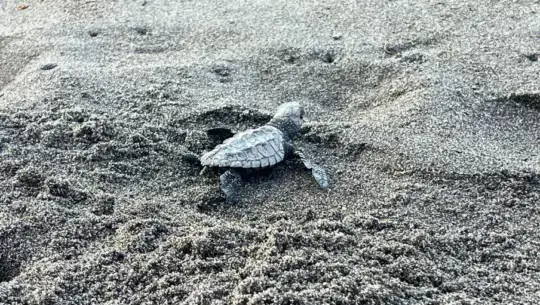 Liberación de tortugas marinas en Guatemala un esfuerzo de conservación en la costa Pacífica