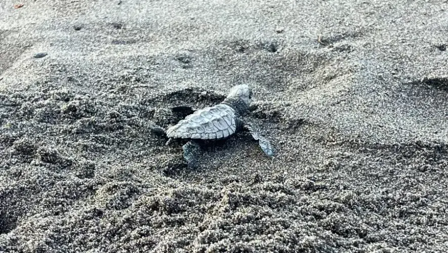 Liberación de tortugas marinas en Guatemala un esfuerzo de conservación en la costa Pacífica