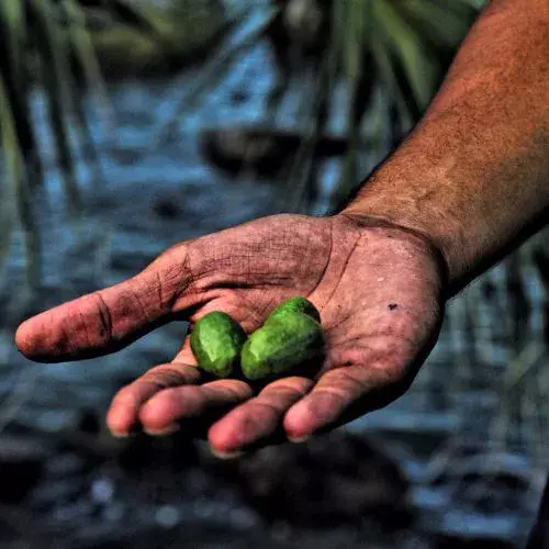 Un Festival del Jocote 2025 en Jutiapa