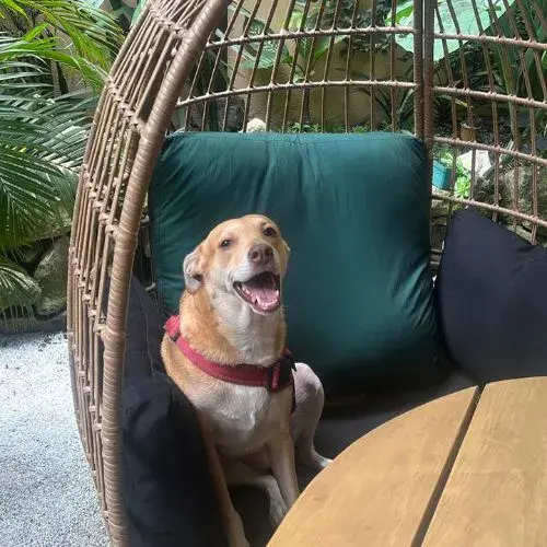 dónde comer con nuestra mascota en Antigua Guatemala