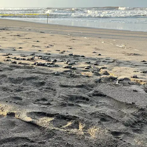 liberación de tortugas marinas 2025