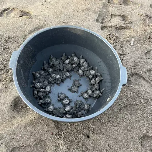 liberación de tortugas marinas 2025