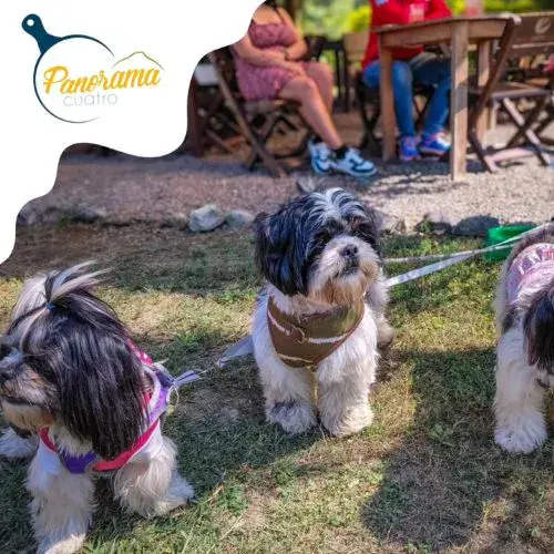 restaurantes aptos para perros en Antigua Guatemala