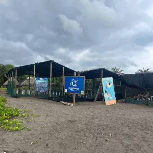 Liberación de tortugas marinas en Guatemala un esfuerzo de conservación en la costa Pacífica
