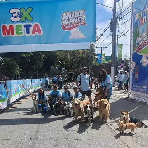Escuelas donde puedo llevar a entrenar a mi perro en Guatemala