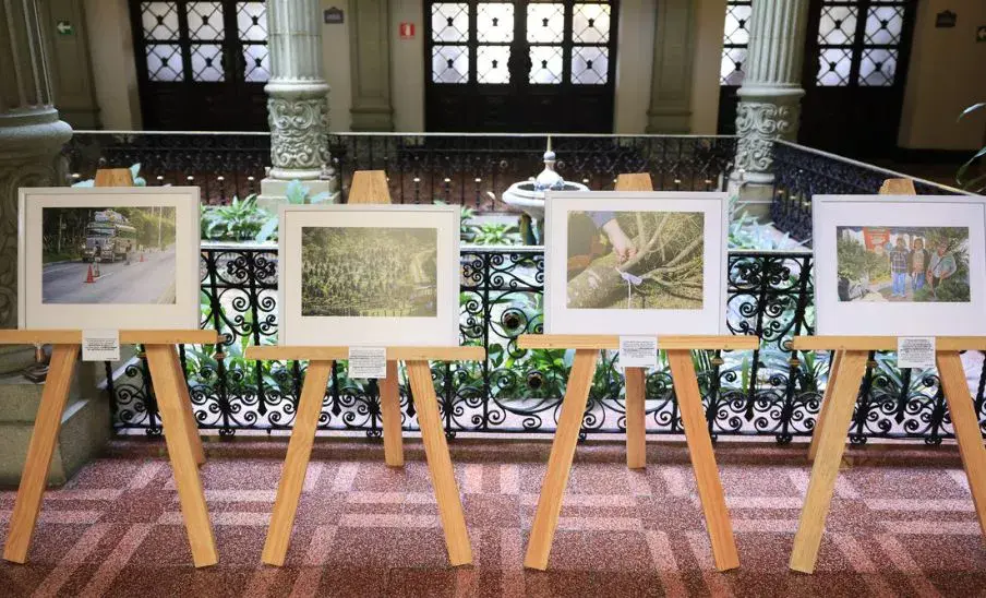 Exposición fotográfica de pinabete 2025 en Guatemala