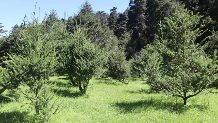 Feria de Pinabete 2025 en Ciudad de Guatemala