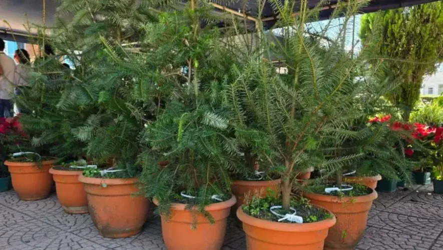 Feria del Pinabete 2025 en Quetzaltenango