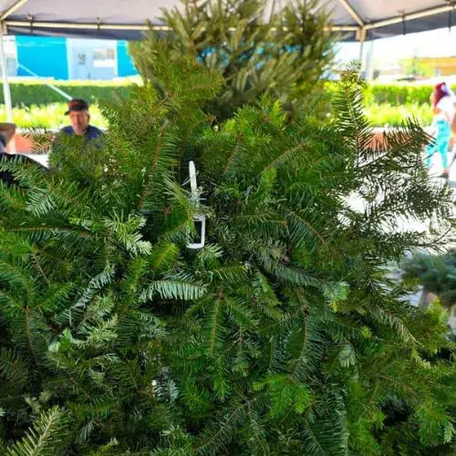 La Feria de Pinabete 2025 en Ciudad de Guatemala