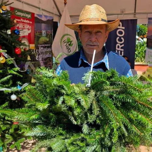 La Feria del Pinabete 2025 en Quetzaltenango