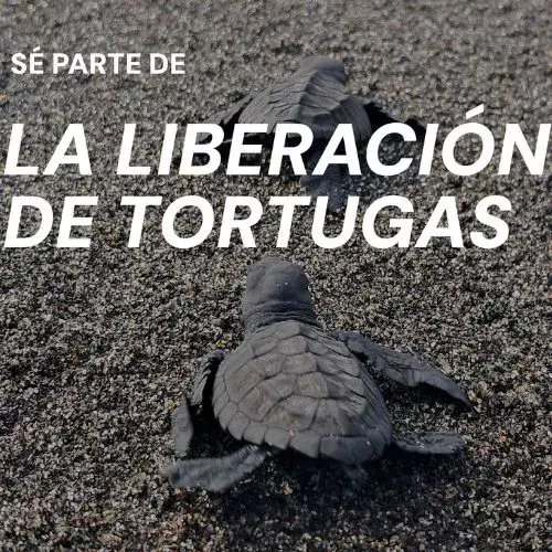 La Liberación de tortugas 2025 en Centro de Conservación Marina