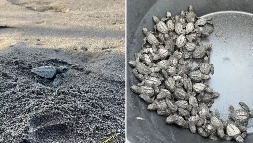 Liberaci&oacute;n de tortugas 2025 en Centro de Conservaci&oacute;n Marina