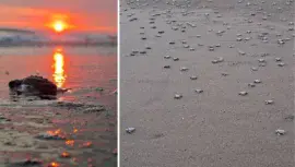 Liberación masiva de tortugas parlama en Taxisco de Tortugario El Banco